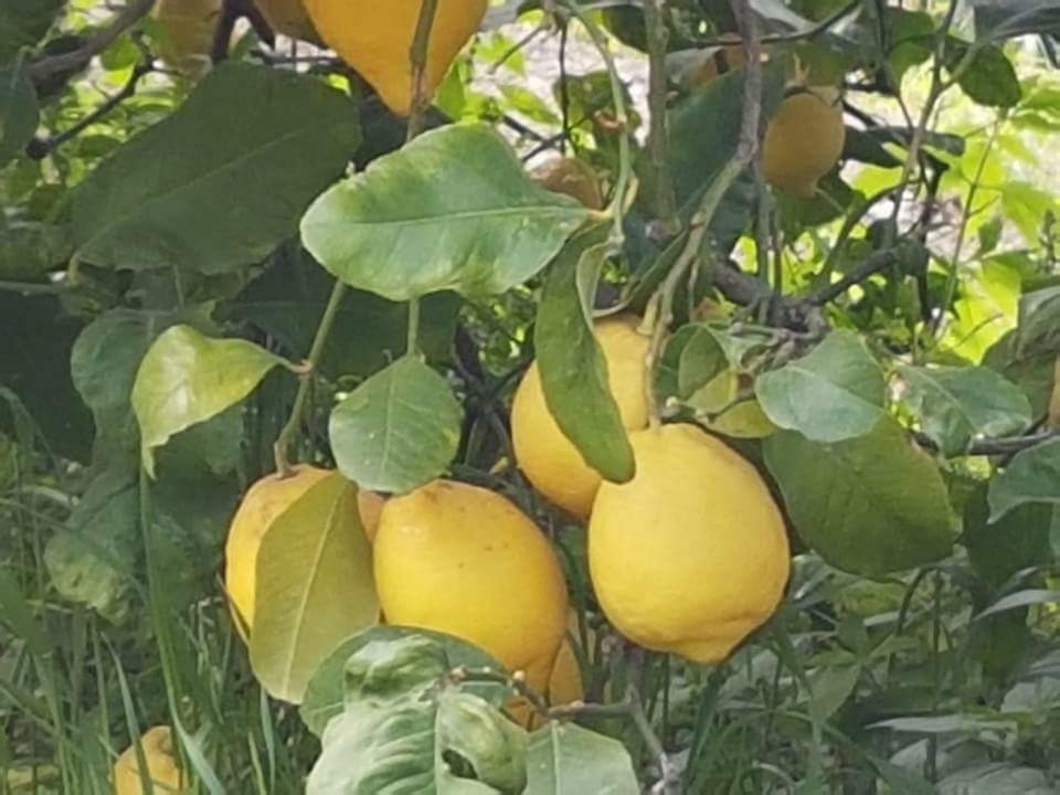Agriturismo A Do' Cumparone Corbara  Kültér fotó